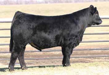 Planned Mating 25 CONSIGNED BY COUNSIL FAMILY LIMOUSIN, MADISONVILLE, TX Selling three guaranteed heifer embryos Highlighting the sale will be these guaranteed heifer embryos from the heart of the