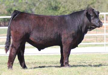 She is the dam of the once national champion top selling bull CFLX WIld Card and the once National Junior Heifer Show grand champion female and many times show champion CFLX Mollys Image.