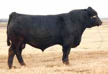 12 0 70 ADJ 6 ADJ CONSIGNED BY: STOWERS LIMOUSIN, BRIDGEPORT, TX Homozygous polled and homozygous black is the leading herd sire prospect from the heart of the Stowers Limousin program.