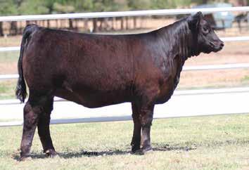 CATTLE & GENETICS, AMBER, OK Selling half interest in this future donor cow prospect. She sells with her first calf at her side sired by the leading outcross sire EBFL Ypsilanti 20Y.