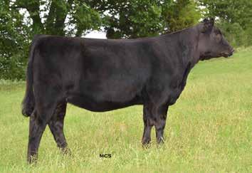 HILLS, OK A high-quality, deep-ribbed, double homozygous War Hero daughter that has tremendous for growth which ranks her in the top 20% of the breed for WW and YW.