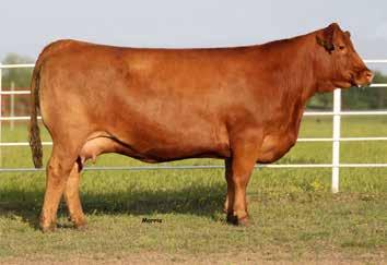 , ALLEN, MI AND DOUBLE B GRAIN FARM, MCALISTERVILLE, PA Double B and Sugar Bush are offering six embryos sired by the bull of the buyer s choice from this premier donor.