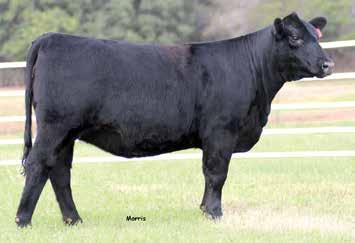 She is the $25,000 valued donor from the recent Edwards Land & Cattle Co sale and represents one of the premier cow families of the entire breed.