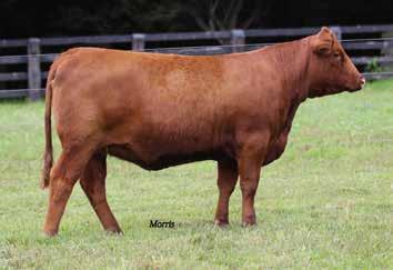 Donor Flushes 7 RED ANGUS COW POLLED RED (0/100) BD: /10/12 SBRX029Z RAA16027 MESSMER JOSHUA 019P MESSMER PACKER S008 MESSMER MILLIE 12P GLACIER MARIAS 58 BUF CRK AMBER N029 BUF CRK AMBER 912 SBRX