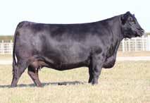 SBRX Zamber is the $22,000-valued donor and once top seller from the Fall 1 Sugar Bush Cattle, Inc. sale, now working in the Double B Grain Farm program.