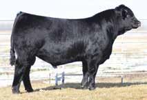 She is super-sound, very big-footed and one of the top Planned Matings CONSIGNED BY: LINHART LIMOUSIN, LEON, IA Selling a Guaranteed Heifer Pregnancy & Commercial Recipient Here s a genetic piece