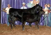 syndicated $8,000 A.I sires at the 201 Annual Magness Bull Sale. The recently appraised $27,000 donor female, MAGS Ubeda, is simply 0.1 71 109 1 5 0.6 0.05 0.