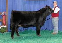 Planned Matings 10 EF XCESSIVE FORCE X MAGS WASSAIL 75% LIM-FLEX DOUBLE BLACK DOUBLE POLLED D A TRAVELER 00 70 EF XCESSIVE FORCE CFLX MOLLYS IMAGE DHVO DEUCE 12R MAGS WASSAIL MAGS MANDA CONSIGNED BY: