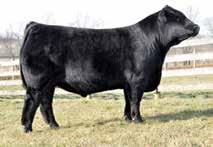 Featuring service by EF Xcessive Force, a sire that simply needs Proj 8.5-0.5 52 98 5 2 0.8 15 0.19 0.17 0.
