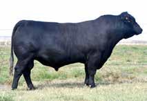, SWEETWATER, OK, & COYOTE HILLS RANCH, CHATTANOOGA, OK Lot 11A: Selling four embryos Lot 11B: Selling four embryos Embryos out of a top daughter of LH U Haul 15U.