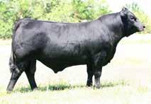 MORENO RANCHES, INC., MIAMI, FL Selling four embryos The future calves from this mating are going to be something special. They are sired by the leading $100,000 valued sire EBFL Ypsilanti 20Y.