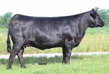 Planned Matings 16 EF XCESSIVE FORCE X MAGS SANDBOX 50% LIM-FLEX HOMO BLACK DOUBLE POLLED D A TRAVELER 00 70 EF XCESSIVE FORCE CFLX MOLLYS IMAGE BR MIDLAND MAGS SANDBOX MAGS LADY ACE CONSIGNED BY: