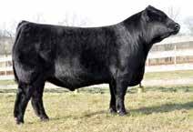 She is the leading 50% Lim-Flex donor the represents one of the strongest lines of cattle in our breed in BR Midland and back to MAGS Lady Ace. Proj 11 0. 51 98 0 0.9 11 0.01 0.5 0.