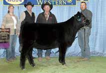 DENVER 2002B EXAR ROYAL LASS 1067 GPFF BLAQUE RULON TARA JO 712T VOET ANNA JO CONSIGNED BY: LAWRENCE FAMILY LIMOUSIN, ANTON, TX Selling five embryos Tara Jo 712T is a full sister in blood to the