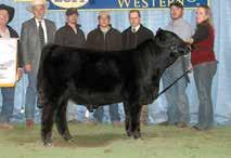 Tara Jo is the dam of the top-selling purebred heifer and champion purebred at the 201 National Sale in Denver, BLAW Allison 0A, purchased by Burnett Brothers of Hale Center, Texas. Proj 10 0.