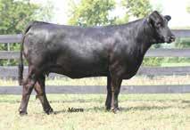 She is from the leading Tubmill Creek Farm donor, TMCK San Jose 170U, a daughter of GAR Predestined back to the MAGS San Jose donor.