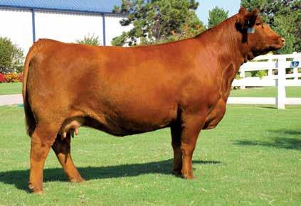 He too scanned a 6.22 for IMF and is absolutely perfect in his design. Fall possession was recently purchased by P Bar S Ranch and is owned with Sugar Bush, OSU and Double B Grain Farm.