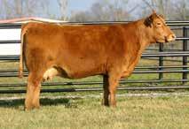 She dominated that National show and has KEIFERS LULU Y55 been in extensive transplant hopefully recreating her look.