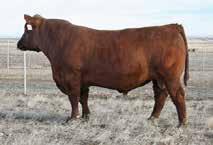 These future calves selling are sired by the leading Red Angus sire Firestorm and we think will be something truly special.