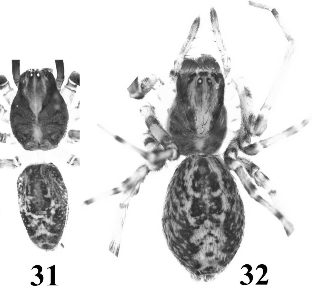 WANG ET AL. GENUS TAIRA (AMAUROBIINAE) 69 Figures 31, 32. Taira sichuanensis new species, male holotype (31) and female paratype (32) from Changning, Sichuan, China, photos, habitus, dorsal view.