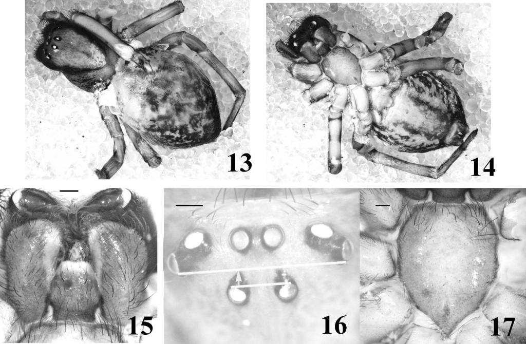 WANG ET AL. GENUS TAIRA (AMAUROBIINAE) 65 Figures 13 17. Taira cangshan Zhang, Zhu & Song 2008, female (CASENT9021382) from Lushui, Yunnan, China. 13. Habitus, dorsal view. 14. Habitus, ventral view.