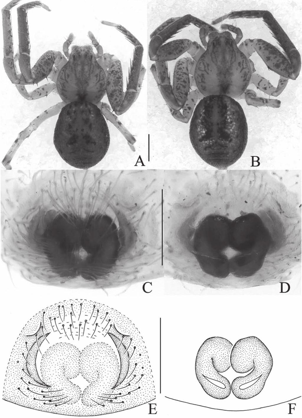 Tang et al.: Six crab spiders from Southeast Asia Fig. 6.