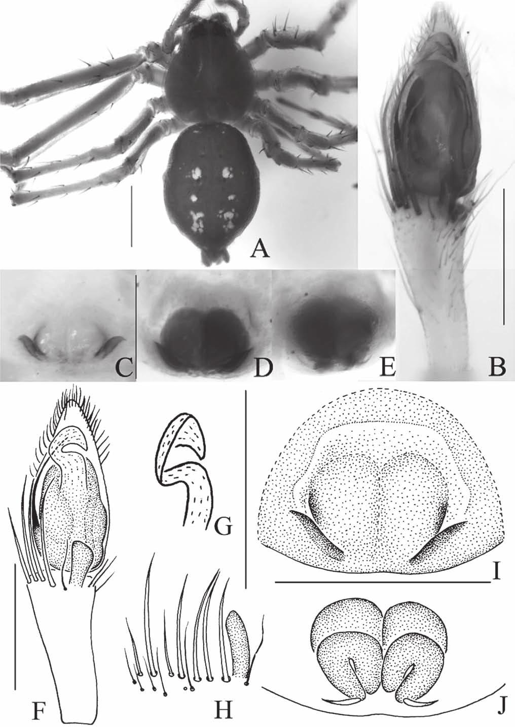 THE RAFFLES BULLETIN OF ZOOLOGY 2009 Fig. 3.