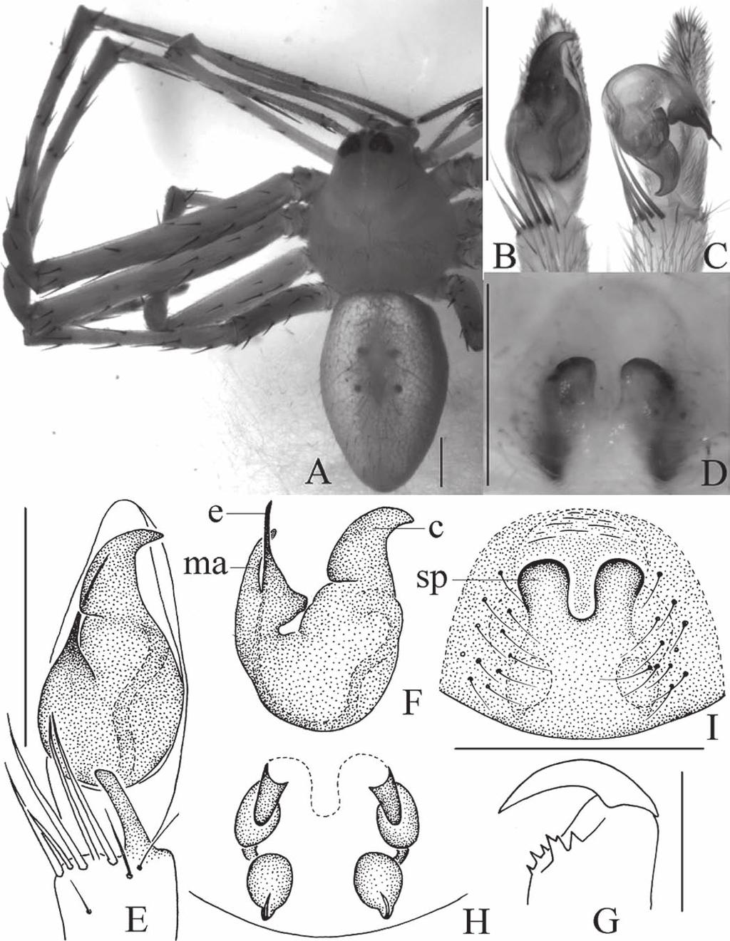 Tang et al.: Six crab spiders from Southeast Asia Fig. 4.