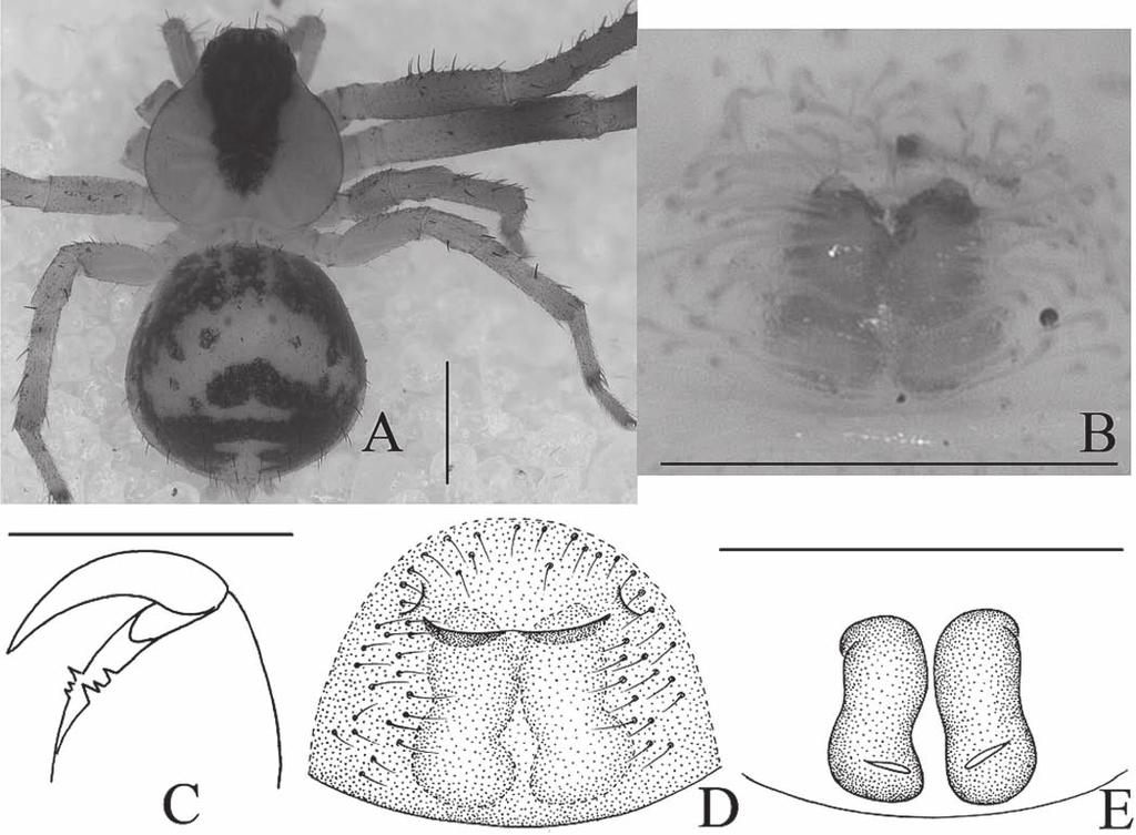 THE RAFFLES BULLETIN OF ZOOLOGY 2009 with pars cephalica all black (with small sparse brown stripes in S. tengchong); the epigyne without lateral hoods (with a pair of lateral hoods in S.