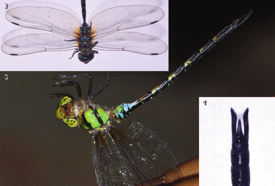 New locality records of a rare Dragonfly Gynacantha khasiaca (Odonata Aeshnidae) from India 29 Date and time Location Latitude and longitude 06.10.2014; 11.45 am 18.11.2014; 5 pm 12.07.2015; 10.