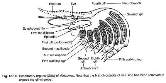 (iii) Origin of gills in crustacean: Gills originate as out-pushings of the body wall.
