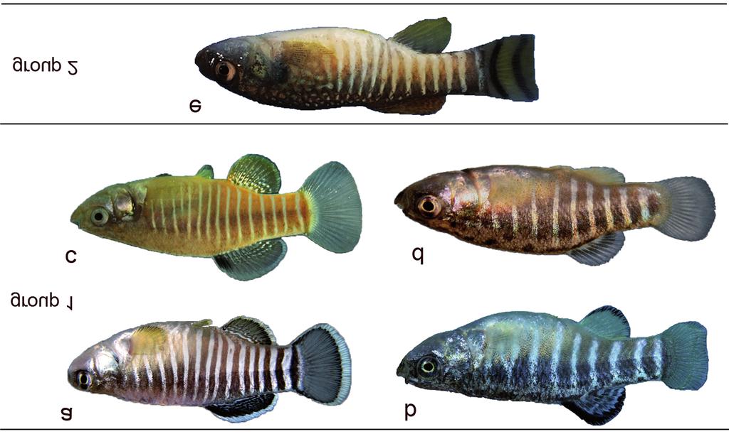 78 Azad Teimori et al. complete the previous studies and to garner further knowledge on the taxonomic significance of scale morphology in the genus Aphanius.