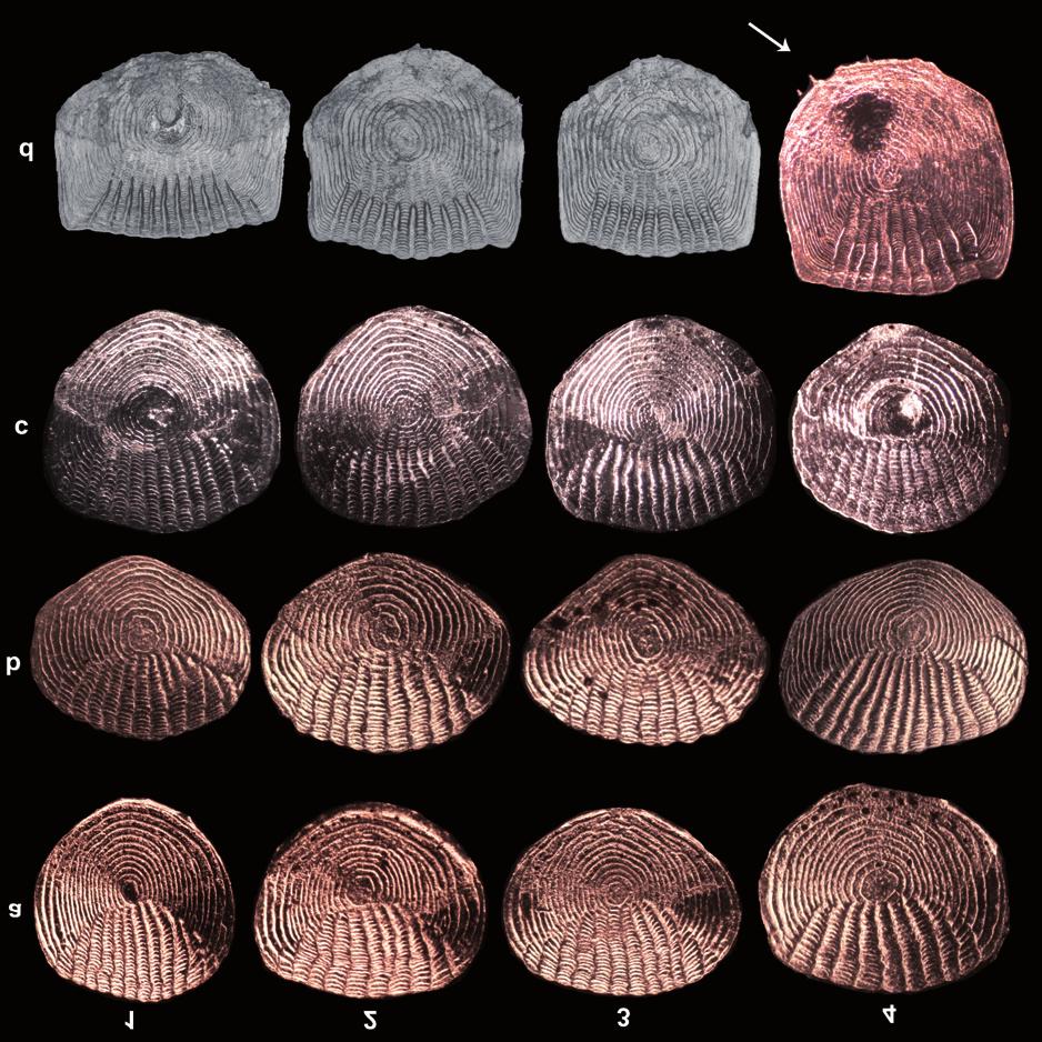 Combining morphology, scanning electron microscopy, and molecular phylogeny to evaluate taxonomic... 81 The sequences were aligned using Muscle 3.6 (Edgar 2004), as incorporated in Seaview version 4.