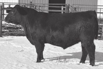 Midland +SJS Elaine 409 +7.19 +2.6.30 +61.19 +104.11 +25.09 I+.38 I+.23 +41.75 +83.16 86 661 115 This stretchy bull is loaded with performance. He boasts a weaning ratio of 115.