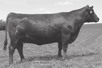 HA Forever Lady 6525 - Dam of Lots 26 and 27. 27 Birth Date: 9-25-2013 Bull Reg.No.Pdg.