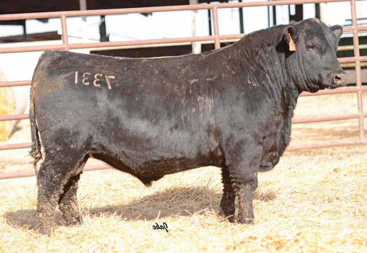 The Resource Sire Group LOT 5 10 5 MCCURRY RESOURCE 7331 DOB: 10/2/17 S A V RESOURCE 1441 17016597 S A V Blackcap May 4136 D H D Traveler 6807 MARANDS BLACKCAP 5026 15290525 Marands Royal Lady 9843