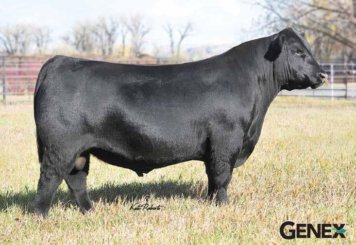 Sire for Reference Confederate 20 FOR REFERENCE ONLY E&B Confederate 507 was the most notable in the first set of Connealy Confidence Plus sons to sell at the Benoit Angus in Kansas.
