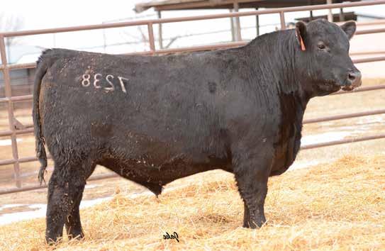 The Bismarck Sire Group LOT 47 26 47 MCCURRY BISMARCK 7241 DOB: 10/21/17 G A R Grid Maker S A V BISMARCK 5682 15109865 S A V Abigale 0451 S A V 707 Rito 9969 MCCURRY WIN MISS WIX 1179 17234260