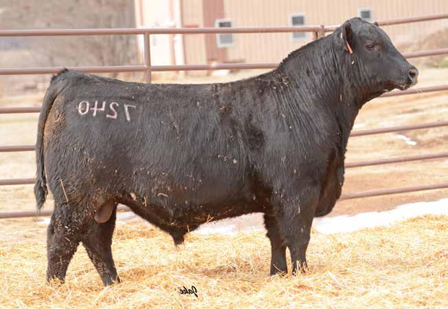 The Bismarck Sire Group LOT 49 49 MCCURRY BISMARCK 7240 DOB: 11/5/17 G A R Grid Maker S A V BISMARCK 5682 15109865 S A V Abigale 0451 MCCURRY WIN MISS WIX 1151 17023763 McCurry Miss Wix 9081