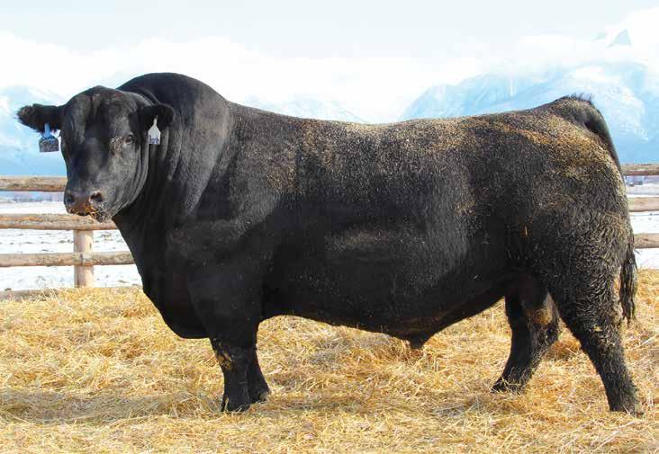Sire for Reference Charlo 29 FOR REFERENCE ONLY Coleman Charlo was selected as one of the truly unique and proven sires with the propensity to become one of the most influential sires the Angus breed