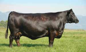 No other sire in history has been identified to combine proven calving-ease with the degree of thickness, fleshing ability, carcass quality and authentic Angus type as Coleman Charlo 0256.