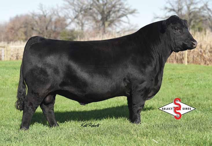 Sire for Reference Conversation 33 FOR REFERENCE ONLY SAC Conversation was one of the most admired bulls in the Select Sires AI lineup.