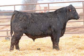 The Conversation Sire Group LOT 79 79 MCCURRY CONVERSATION 7219 DOB: 10/10/17 Silveiras Conversion 8064 SAC CONVERSATION 17808532 Laflins Farrah 0252 Leachman Right Time GAMBLES LADY 1031 16982299