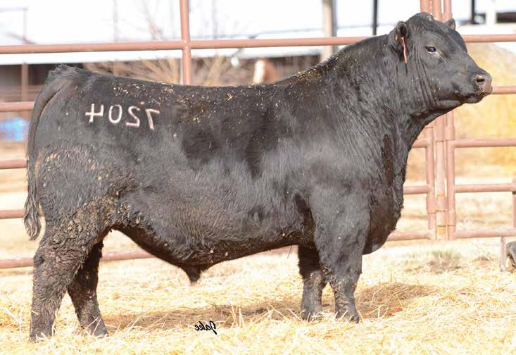 The Resource Sire Group LOT 1 7 1 MCCURRY RECHARGE 7204 DOB: 9/27/17 S A V RECHARGE 3436 17633838 S A V Blackcap May 4136 Leachman