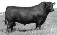 He is gaining widespread popularity for his impressive low birth weight progeny who display exceptional structure, appealing muscle and shape. Bismarck scanned a 365-day REA of 16.