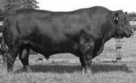 9 +51 +24 +86 Cedar was the high selling bull in our 2008 production sale, selling to Duane Keffeler, Red Owl, SD. He has been used very successfully on many heifers.