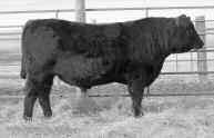 He is one of the thickest muscled Angus bulls in existence and the highest marbling bull ever produced in the Dunlouise native Scottish herd. Rainmaker 9723 Birth Date: 2-5-03 Reg.