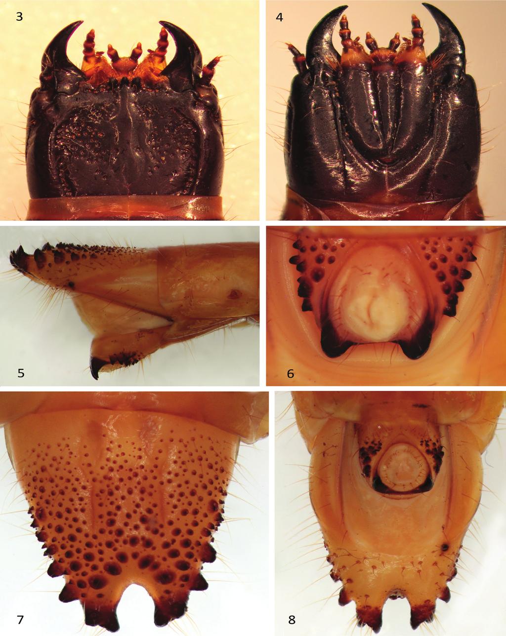 Kadej et al.: Morphology of the larva of Alaus melanops 1057 Figs. 3 8. Alaus melanops LeConte, 1863, larva.
