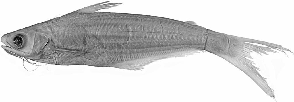 878 COPEIA, 2007, NO. 4 Fig. 8. Eutropiichthys salweenensis, holotype, CAS 76261, 124 mm SL, Thailand, Salween River, 20 km upriver from Mae Sam Lap. the features in the examined specimens of E.