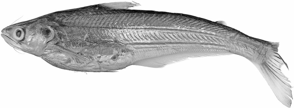 880 COPEIA, 2007, NO. 4 Fig. 10. Eutropiichthys vacha, NRM 40579, 220 mm SL, India, Assam, Brahmaputra River drainage, Dibrugarh Market.